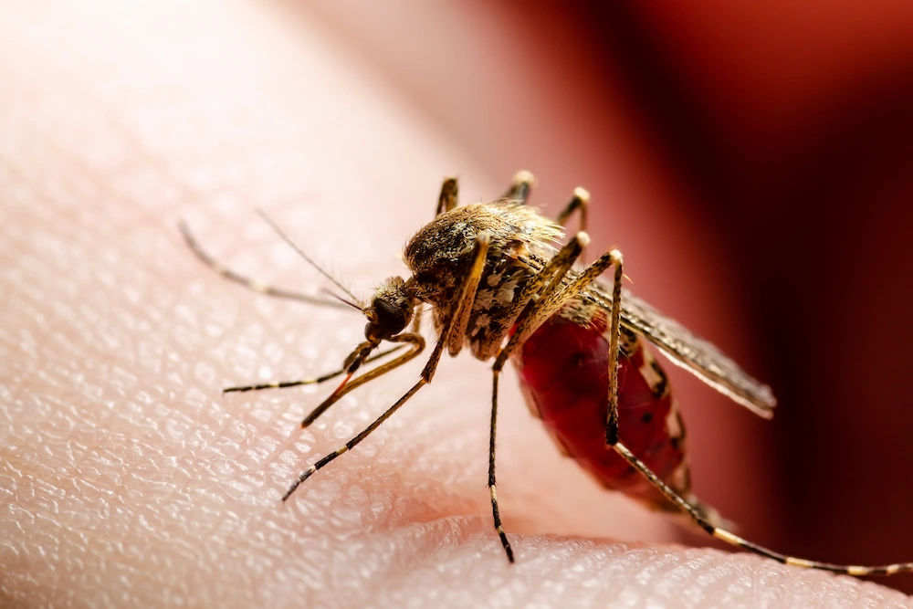 mosquito west nile How Do Mosquitoes Transmit Diseases?