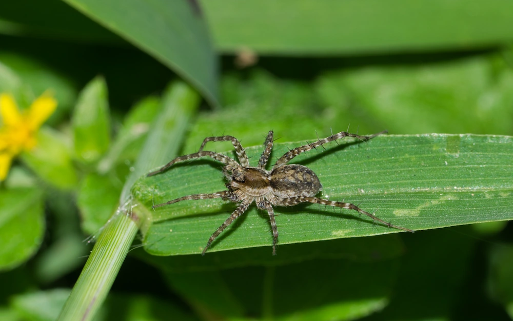 wolf basics Are Wolf Spider Bites Dangerous?