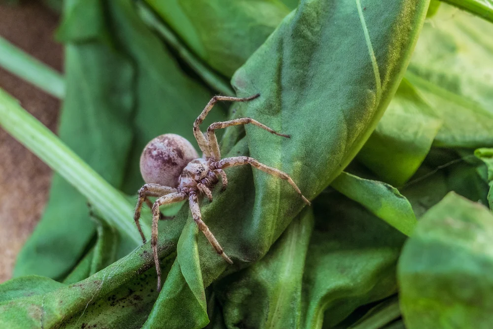 wolf bite Are Wolf Spider Bites Dangerous?