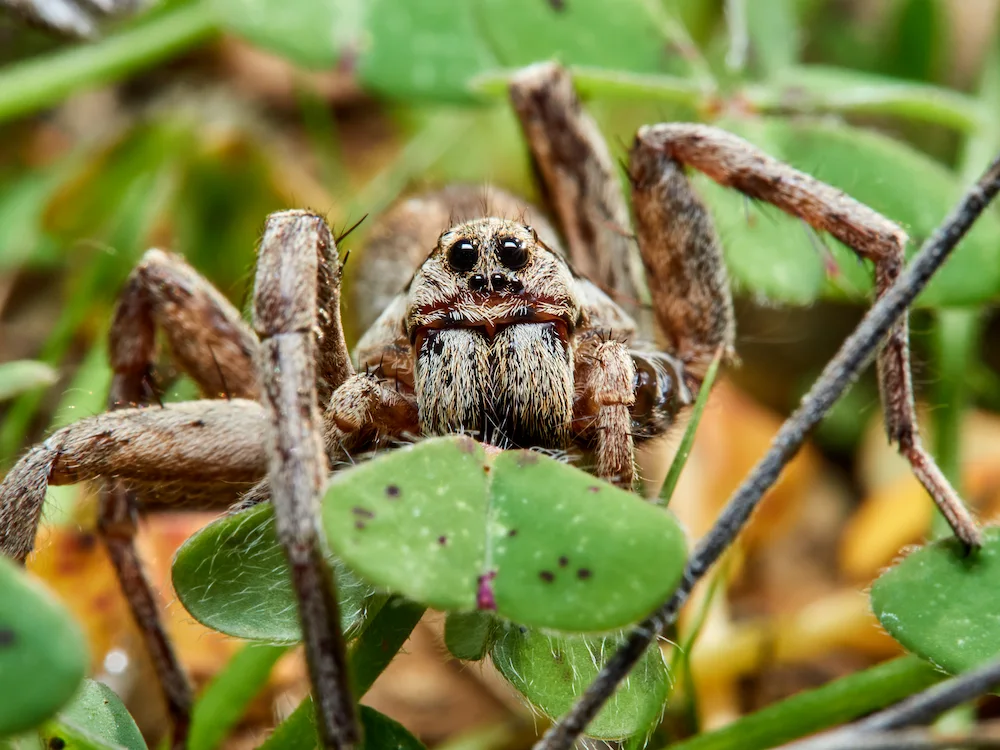 wolf spider