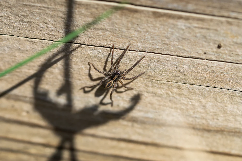 wolf hunter Are Wolf Spider Bites Dangerous?