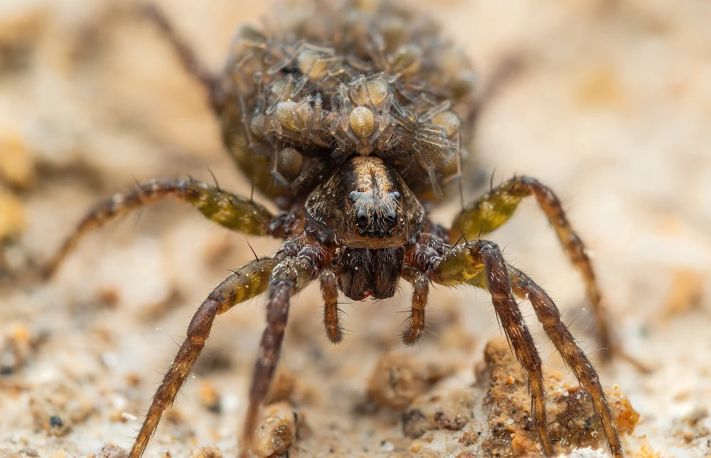 wolf mother Are Wolf Spider Bites Dangerous?