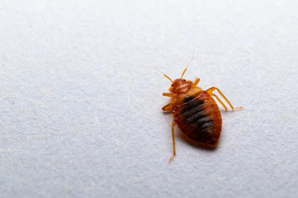 Check for bed bugs; singular bed bug