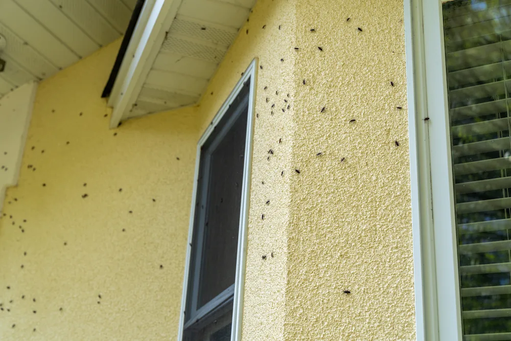 boxelder concerned Boxelder Bugs Love Trees — But They Like Houses More