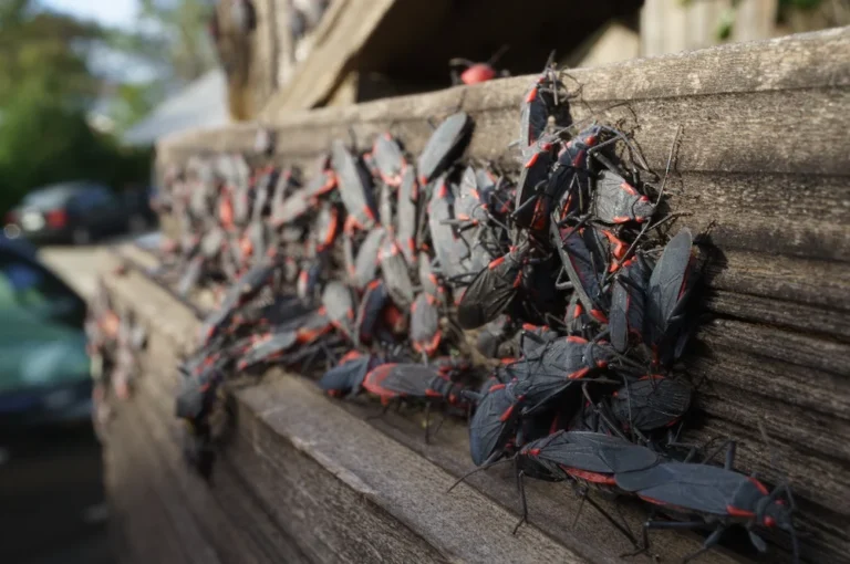 Boxelder bugs