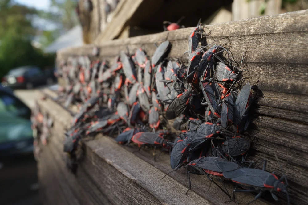 Boxelder bugs