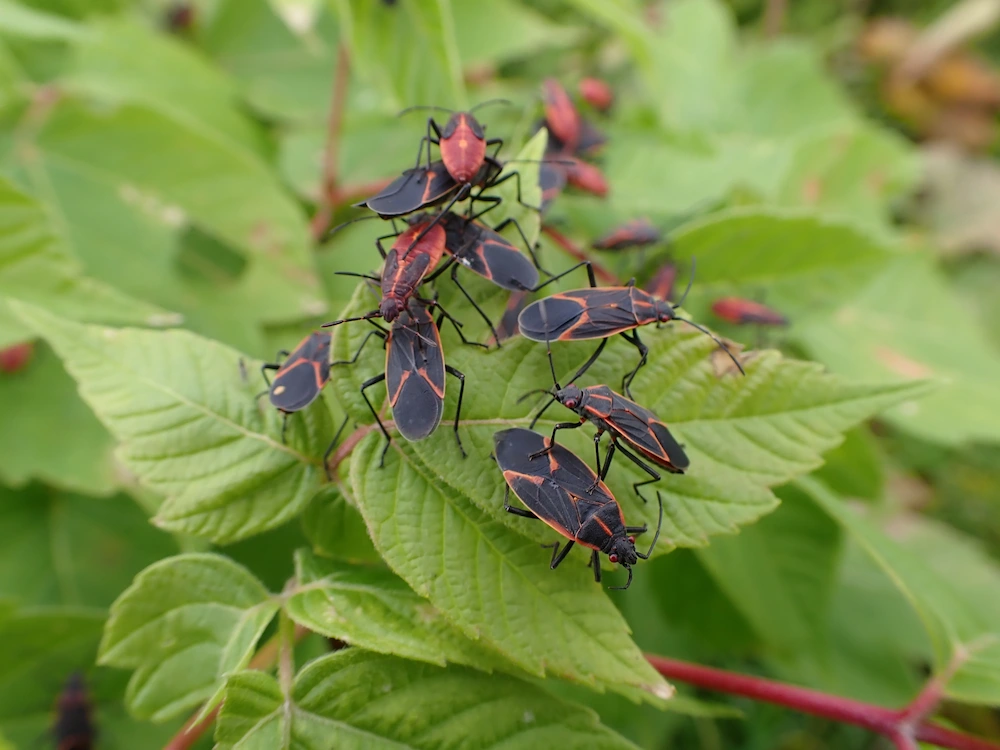 boxelder summer Boxelder Bugs Love Trees — But They Like Houses More