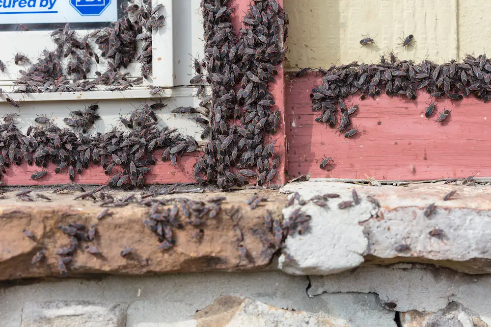 boxelder why fall Boxelder Bugs Love Trees — But They Like Houses More