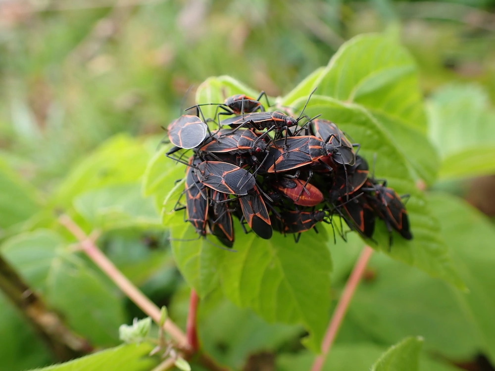 boxelder why gather Boxelder Bugs Love Trees — But They Like Houses More