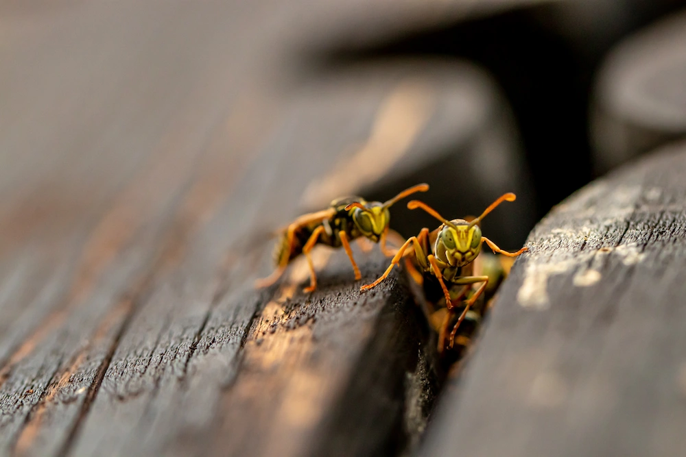 stinging pests