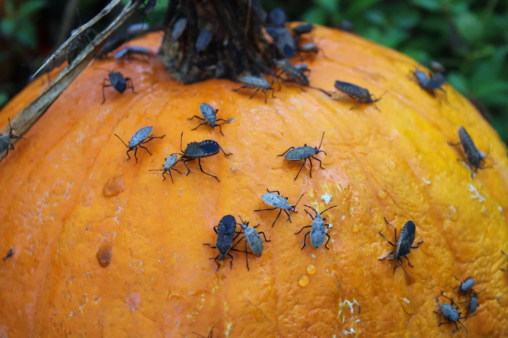 pnw insects on pumpkins Pests That Love Your Porch Pumpkins (And How to Keep Them Away)