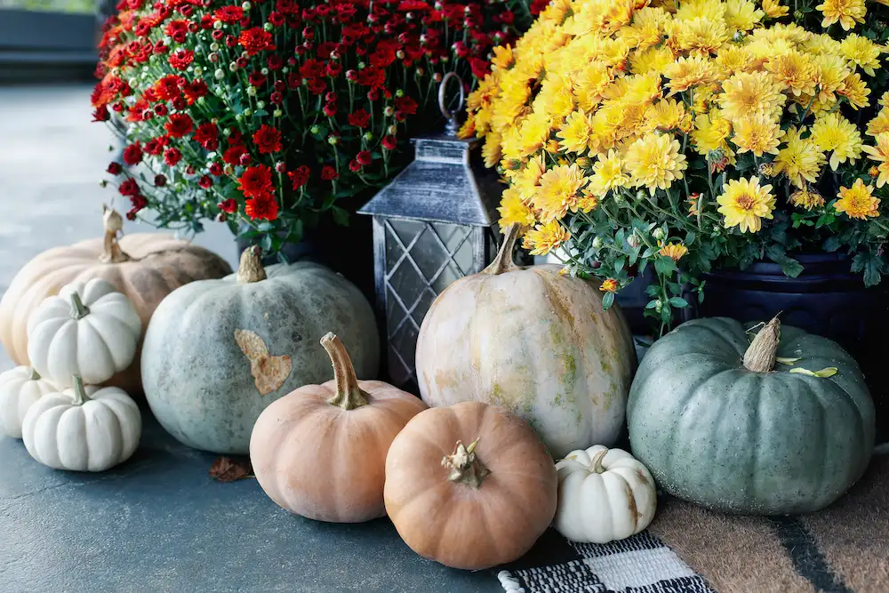 pnw placement Pests That Love Your Porch Pumpkins (And How to Keep Them Away)