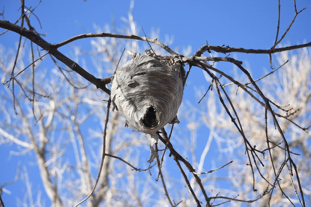 pnw prevention How Stinging Pests Prepare for Winter (And Why They End Up in Homes)