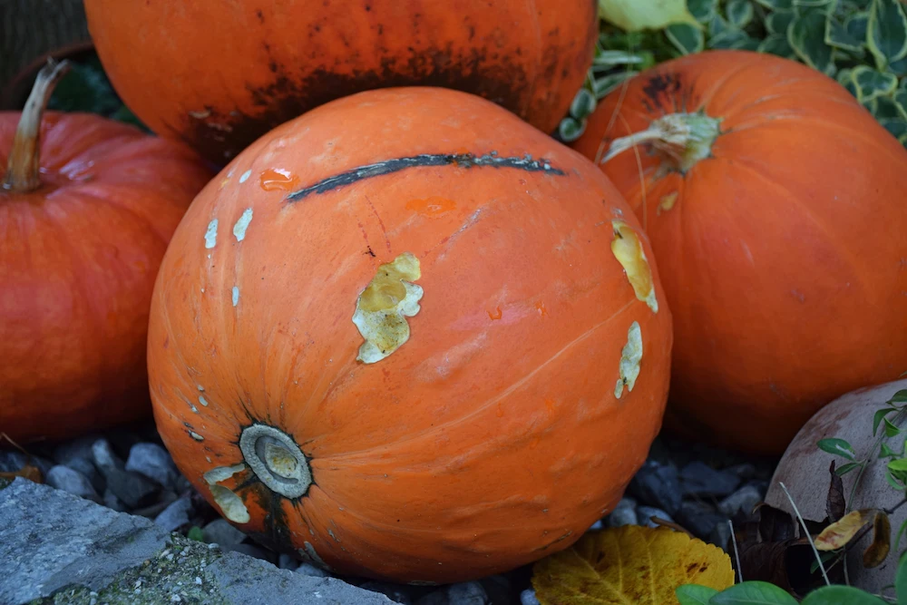 pnw seeing activity Pests That Love Your Porch Pumpkins (And How to Keep Them Away)