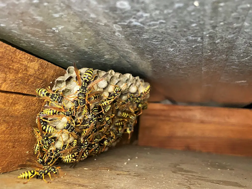 pnw signs How Stinging Pests Prepare for Winter (And Why They End Up in Homes)