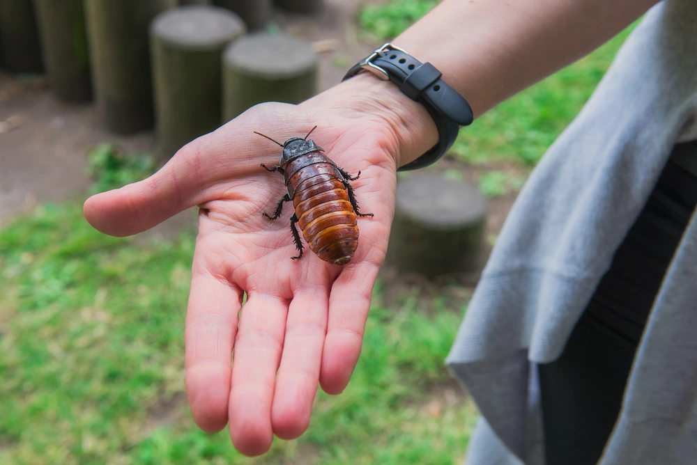 pnw3 identifying bites Do Cockroaches Bite? Understanding Risks and Prevention