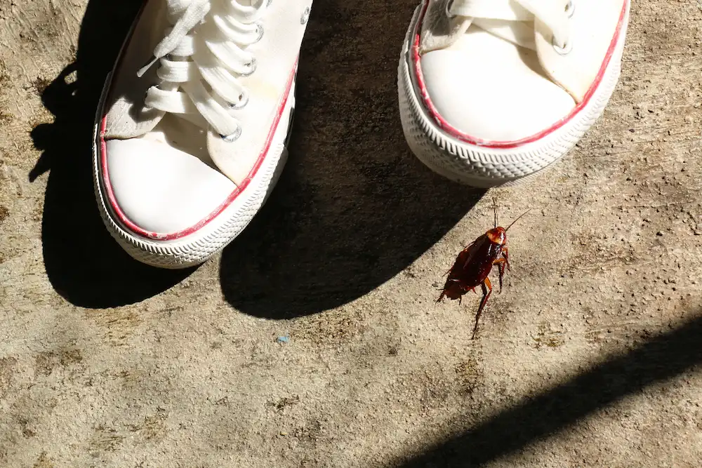 pnw3 risks Do Cockroaches Bite? Understanding Risks and Prevention