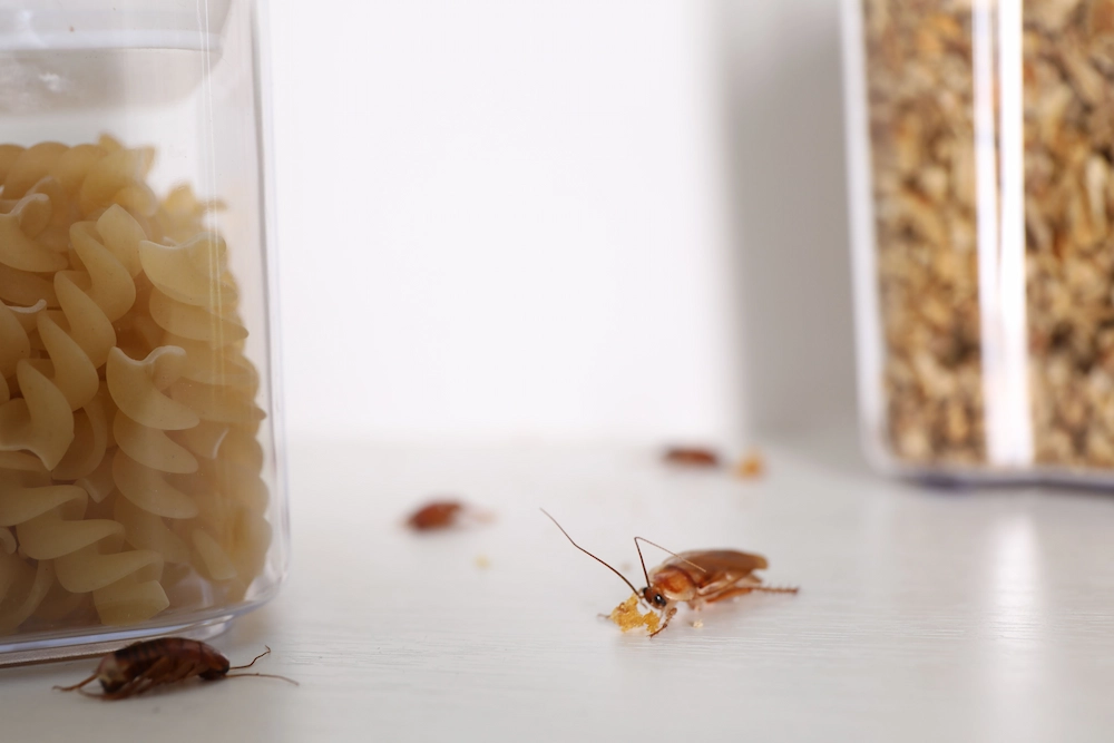 pnw3 when to call Do Cockroaches Bite? Understanding Risks and Prevention