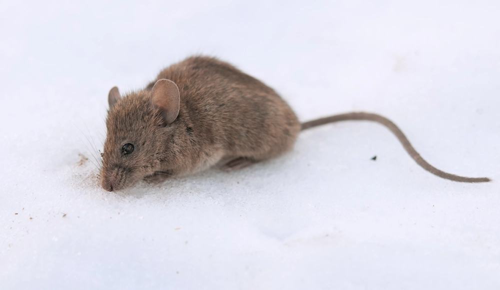 pnw usual suspects Can You Have More Pest Problems When It’s Cold?