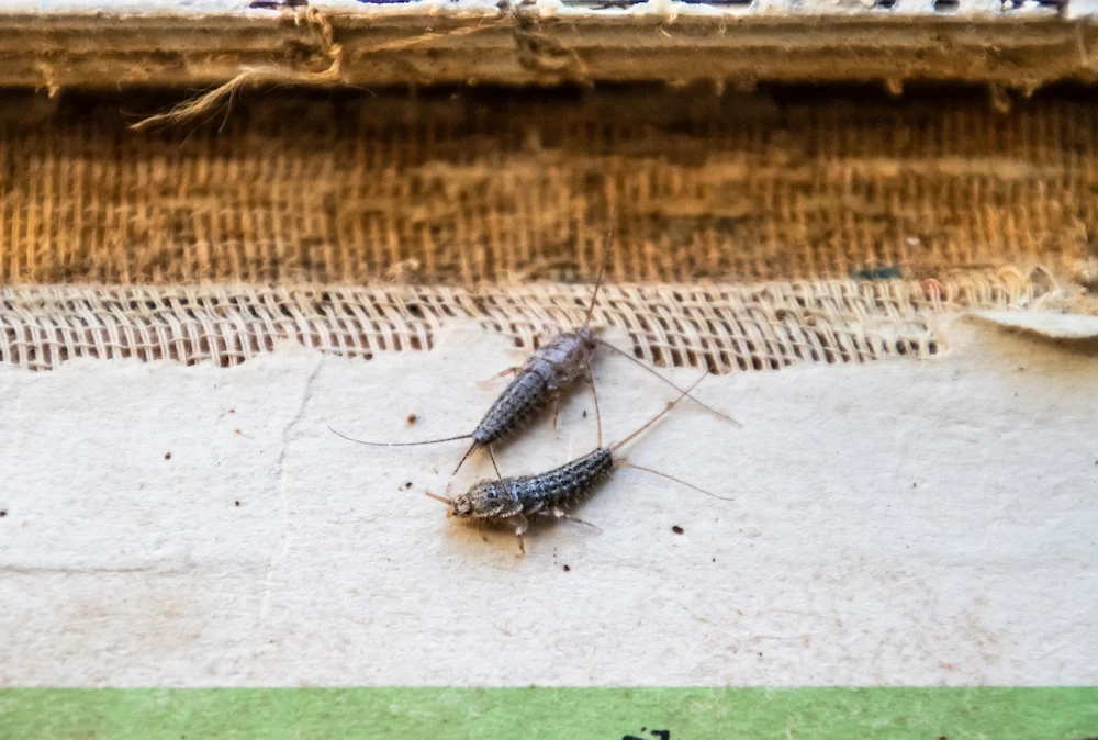 pnw2 subtle signs Silverfish Are Fall's Sneakiest Invaders