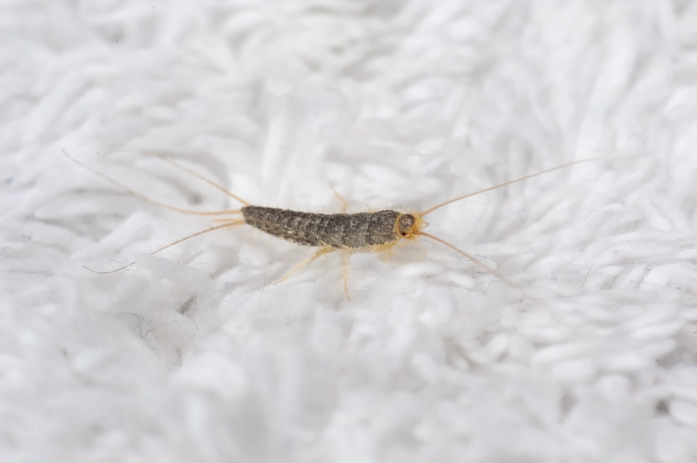 pnw2 when to call Silverfish Are Fall's Sneakiest Invaders