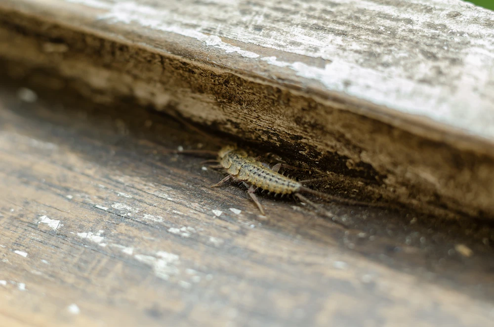 pnw2 where hide Silverfish Are Fall's Sneakiest Invaders