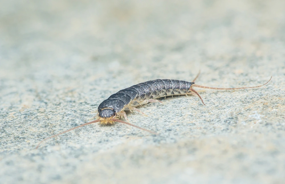 pnw2 why silverfish Silverfish Are Fall's Sneakiest Invaders