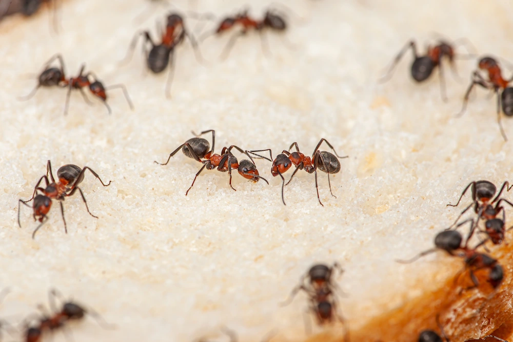 pnw3 when professional Keep Pests Out Of Your Thanksgiving: Before, During, And After The Big Meal