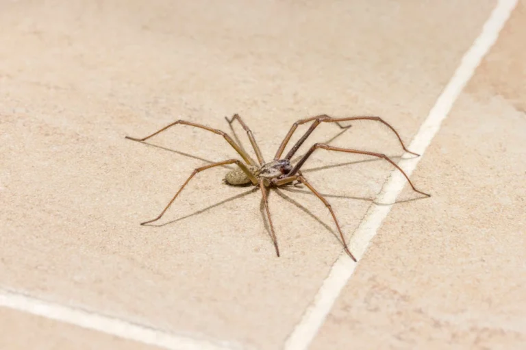 house spider; spiders hiding in homes