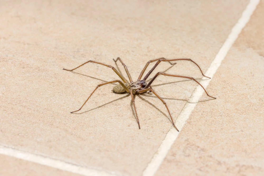house spider; spiders hiding in homes