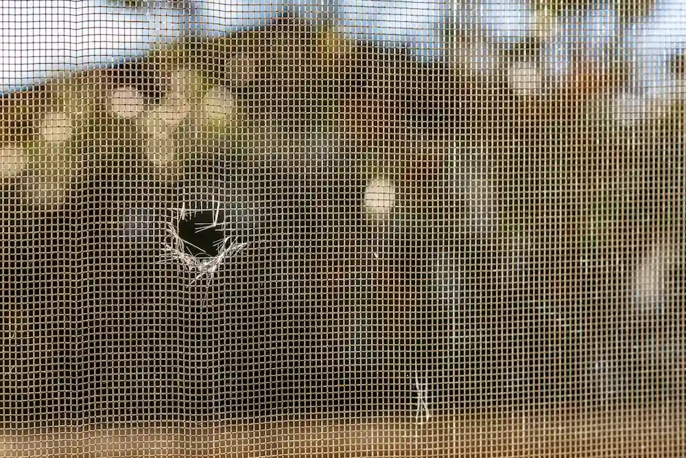 Small hole in window screen mesh showing damage that allows pests inside