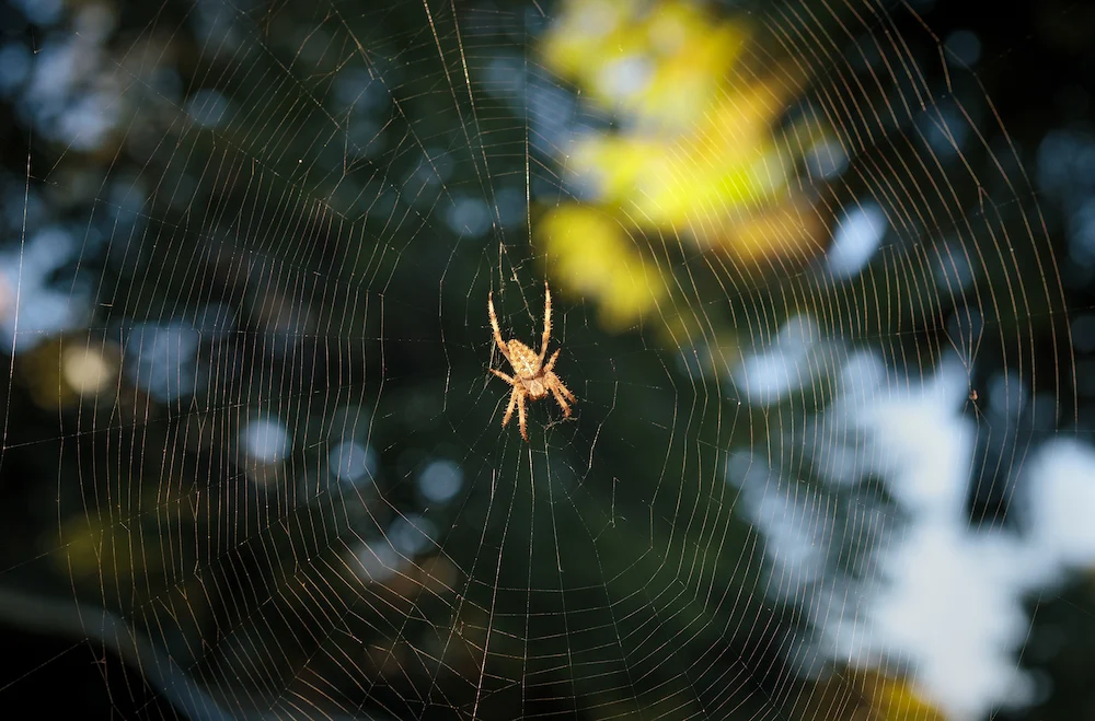 Spider in web outdoors with natural background