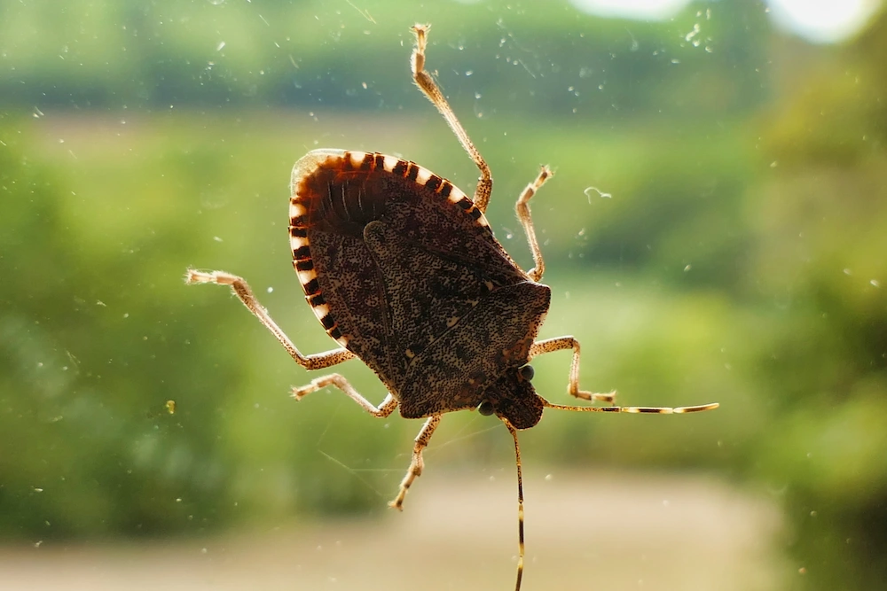 stink bug on window; invasive pests
