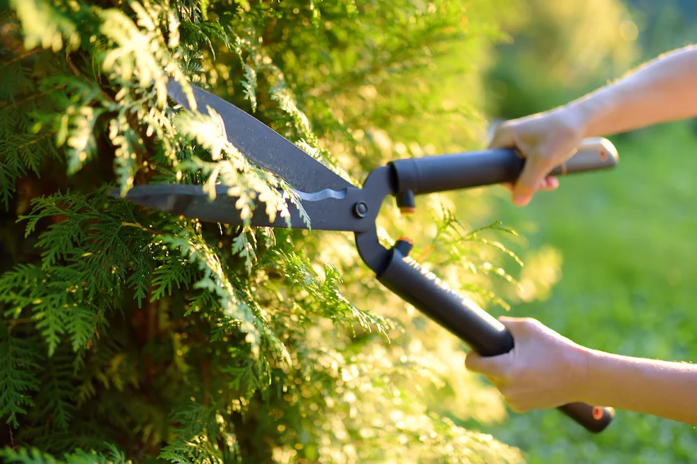 Cutting bushes with hedge shears to prevent pests around home