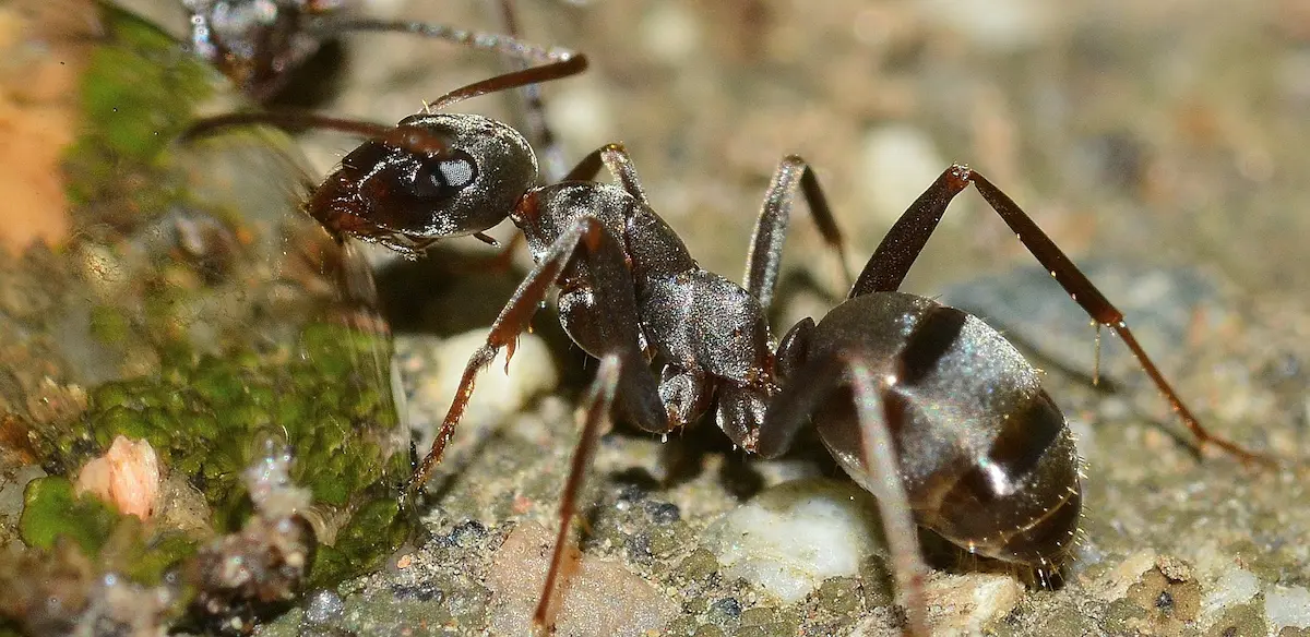 Close-up image of an ant on soil surface
