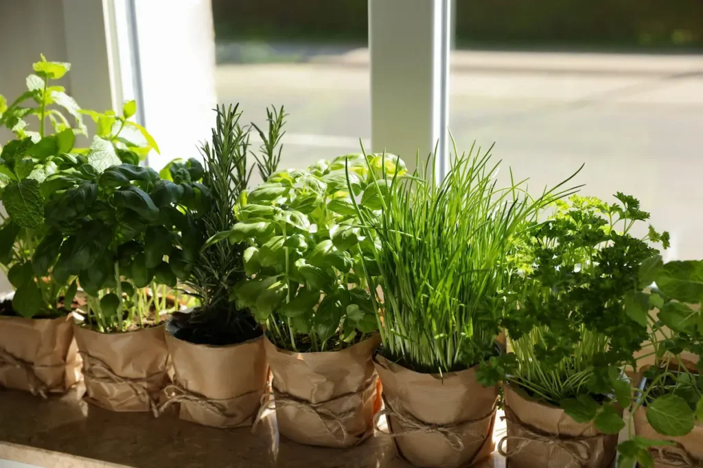 Image of potted herbs on a windowsill used as natural pest repellents