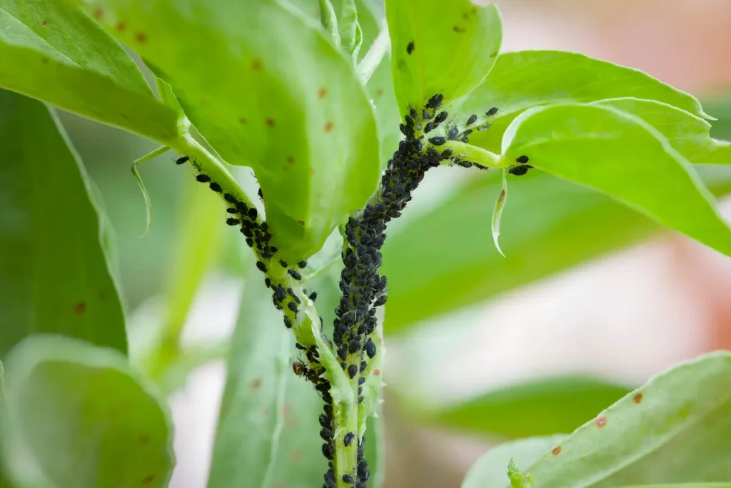Black bean aphids clustered on green plant stems and leaves causing infestation