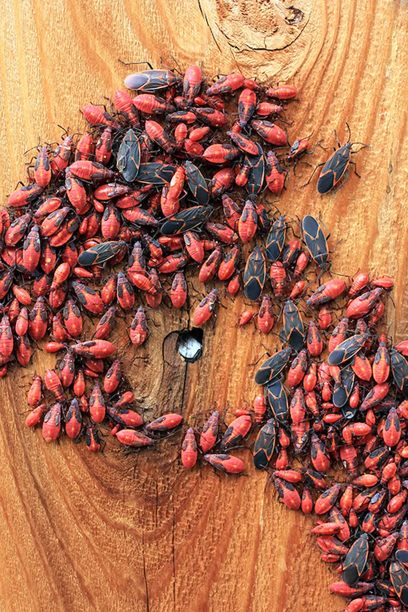 Cluster of red and black box elder bugs on wooden surface showing infestation