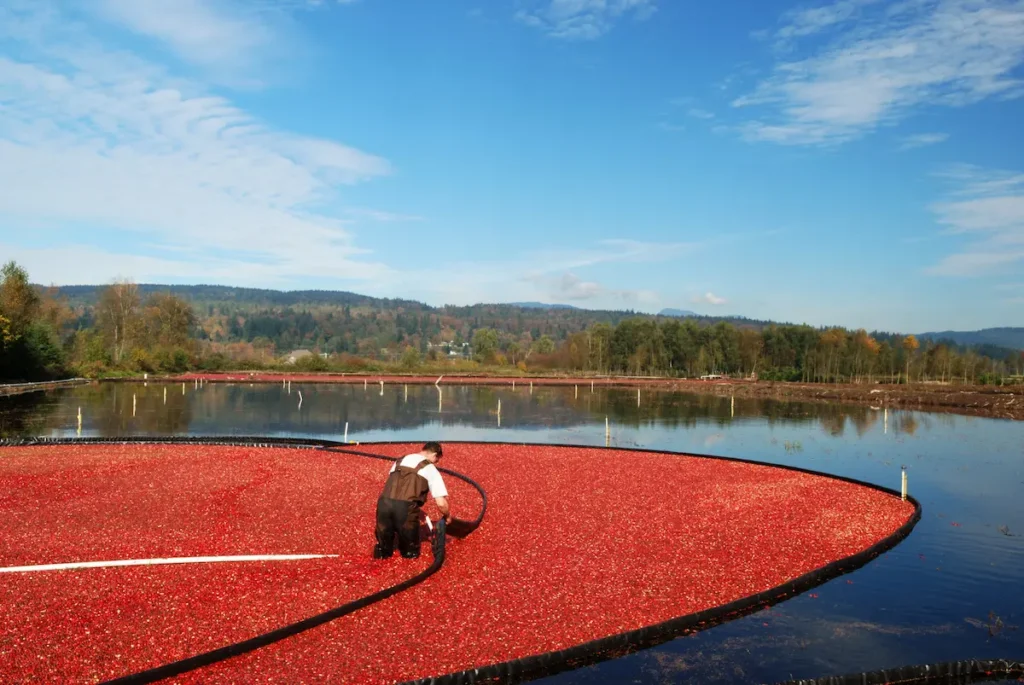 Worker harvesting cranberries in flooded bog with red berries and landscape background