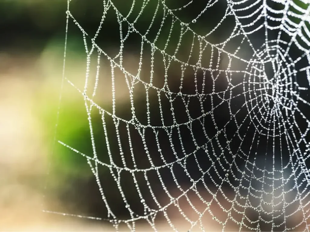 Close-up image of a spider web with morning dew, representing seasonal pest activity