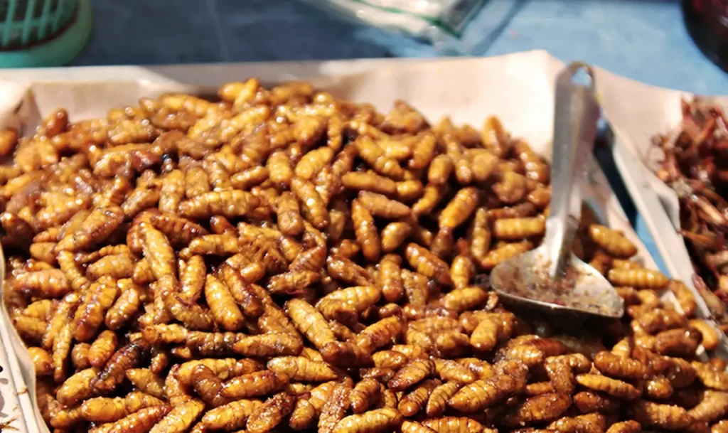 Close-up image of fried grubs displayed as edible insects
