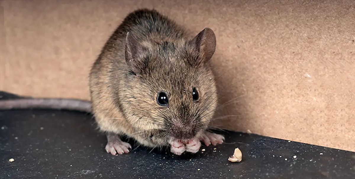 Image of a small house mouse eating crumbs indoors