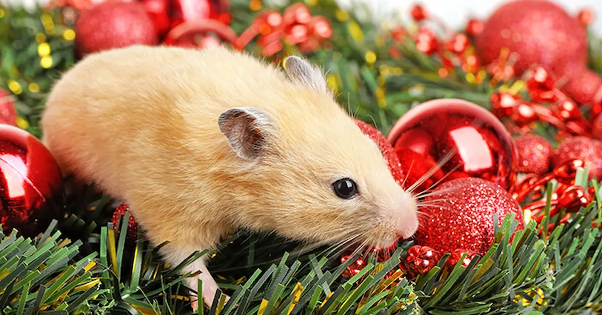 Image of a mouse among Christmas decorations with red ornaments and green garland
