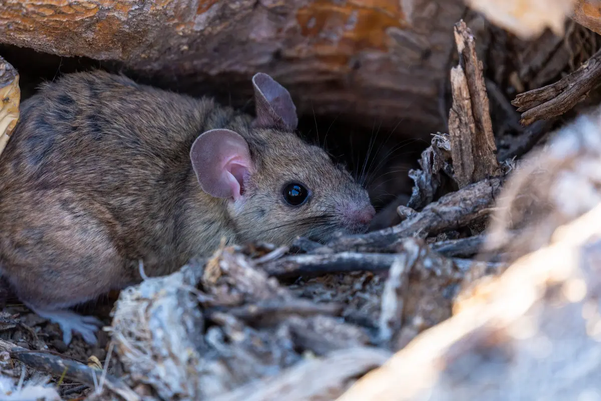 Close-up image of a pack rat hiding among wood and debris