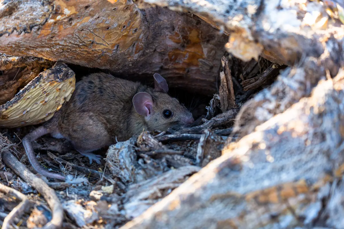 Packrat hiding among wood and debris inside natural nest environment