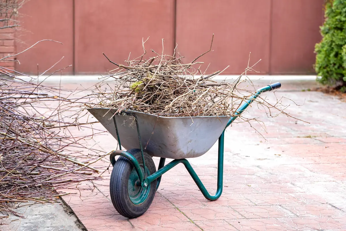Wheelbarrow filled with yard debris and branches showing outdoor cleanup to prevent packrats