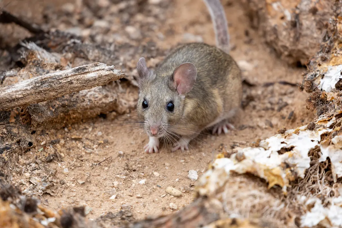 Packrat on ground among debris and wood showing small rodent in natural setting