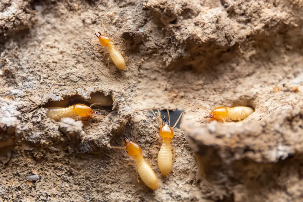 termite colony; termite prevention