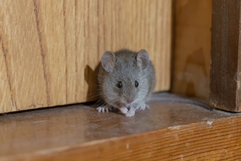 deer mice vs house mice; mouse in corner