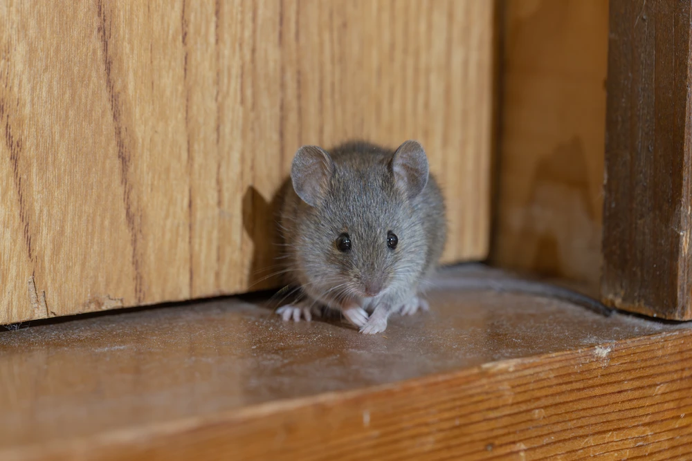 deer mice vs house mice; mouse in corner
